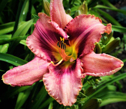 Лилейник «Лонгфилдс Пёпл Ай (Longfields Purple Eye)»